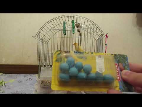 Видео: ,,Канарчетата отблизо'' Епизод 1