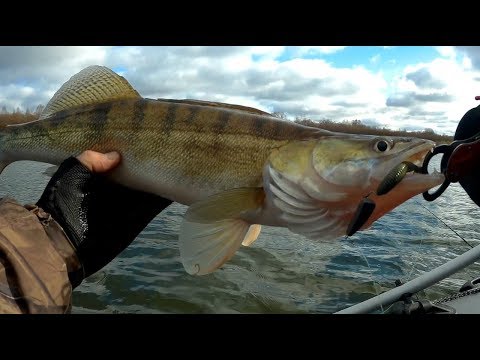 Видео: Где искать судака осенью. На судака по корчах