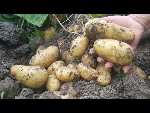 Видео: Самый ЛУЧШИЙ  Рецепт из Молоденькой Картошечки