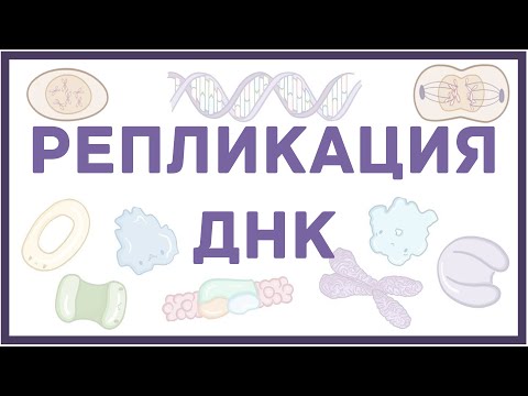 Видео: Репликация ДНК - биология и физиология клетки