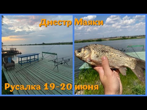Видео: Рыбалка на реке Днестр. Ловля карася на фидер. База Русалка 19-20 июня. Рыбалка Маяки