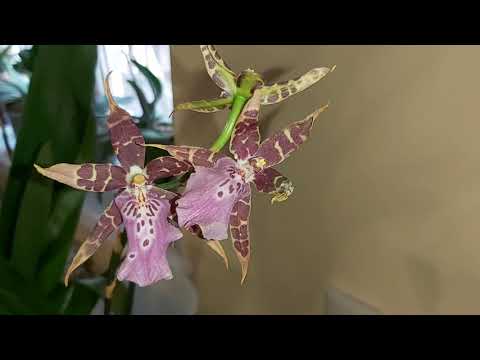 Видео: Пересадка ОГРОМНОЙ орхидеи перевалкой в Готовый грунт для орхидей орхо🌸рай БРАССИЯ