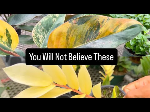 Видео: Я не был готов к тому, что обнаружил на PlantShopping в Valleyview 😮