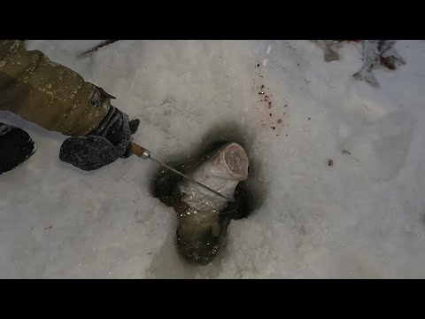 Видео: ЗИМНИЙ ТРОФЕЙ БАРЕНЦЕВА МОРЯ  / WINTER TROPHIES OF THE BARENTS SEA