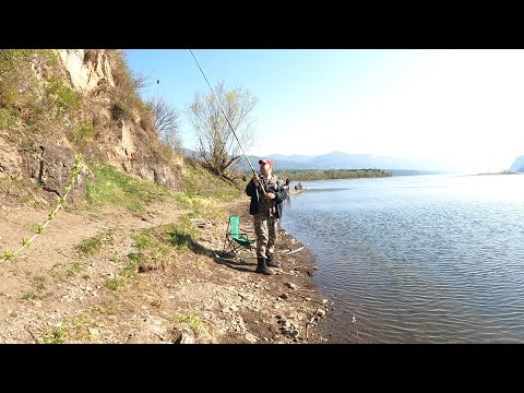 Видео: Рыбалка на донку  На слиянии двух рек, где Мана впадает в Енисей
