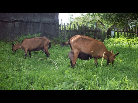 Видео: Козоводство//Ответы на вопросы