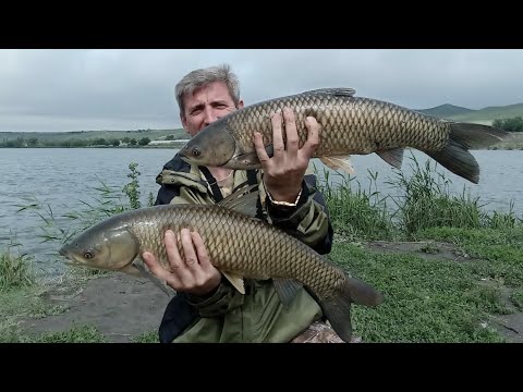 Видео: ТРОФЕЙНЫЕ  АМУРЫ  "НА КАМНИ". Пашкина кукуруза рулит. #ловлясазана #карпфишинг #амур #сазан