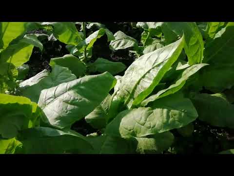 Видео: Обзор сортов табака махорки