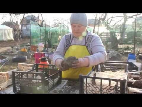 Видео: Подготовка георгинов к посадке.