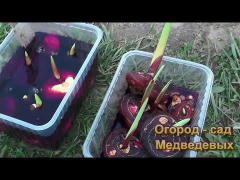 Видео: Высадка гладиолусов. Еще раз о важном!