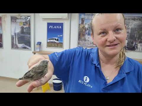 Видео: Воробьишка Мишка в офисе, дома и в Барселоне. 17-22.06.2024. Mishka The Sparrow chick.