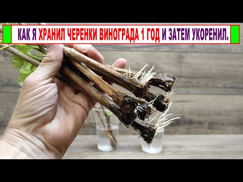 Видео: 🍇 Как ПРАВИЛЬНО ХРАНИТЬ ЧЕРЕНКИ ВИНОГРАДА зимой и весной чтобы и через год они укоренялись!
