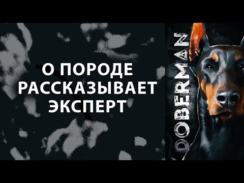 Видео: ДОБЕРМАН. Всё о породе Doberman! Рассказывает эксперт