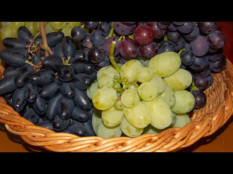 Видео: Погода отбила желание выращивать виноград? Виноград в Беларуси слишком сложно? А так ли это?