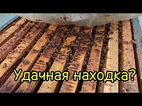 Видео: Пчелы в конце октября.Извели всех мышей на пасеке!
