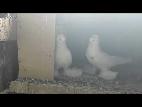 Видео: Голуби Северокавказские космачи . В гостях у Чернышёва П. И. г. Пятигорск