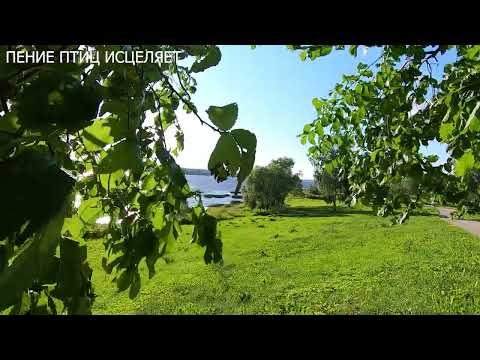 Видео: ЛЕСНЫЕ ПТИЦЫ И КУКУШКА.КРАСИВОЕ ПЕНИЕ УСПОКОИТ НЕРВНУЮ СИСТЕМУ И ИСЦЕЛИТ ДУШУ.ГАРМОНИЯ И ПОКОЙ.