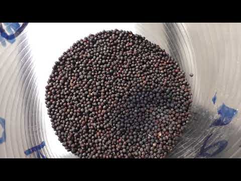 Видео: Как я сею брюкву