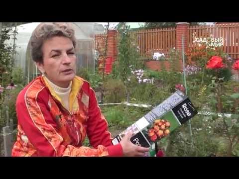 Видео: Надо ли обрезать бутоны роз осенью. Сайт "Садовый мир"