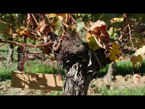 Видео: Клуб iWinemaker. Урожай 2026. НАЧАЛО. Участок N° 27