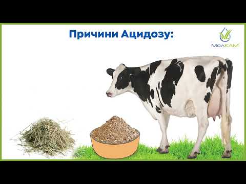 Видео: АЦИДОЗ РУБЦЯ у корів.