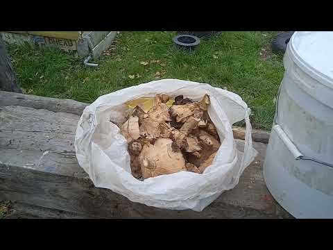 Видео: 12 октября 2025 (грибная тема): Чёрные грузди, часть 2 - итого результат!