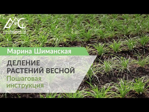 Видео: Деление растений