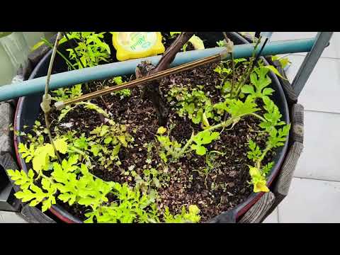 Видео: "Мой сад на 8 этаже - Mi alto Jardin" 11.09.25