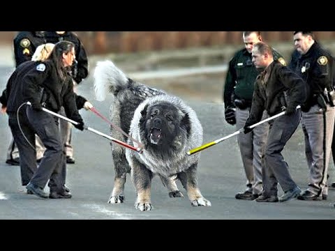 Видео: Самые Опасные Собаки в Мире, с Которыми Лучше не Связываться