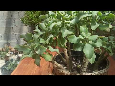 Видео: Формирование крассулы Синяя птица.(Денежные деревья,толстянки)