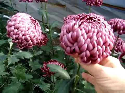 Видео: хризантемы 09 ноября 2019 г