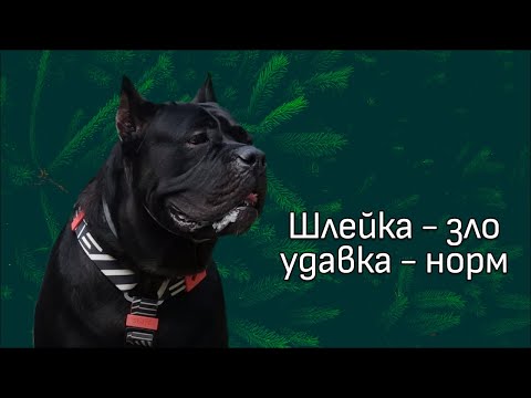 Видео: Обзор видео с канала ДогТренинг. Кане-корсо на шлейке с агрессией
