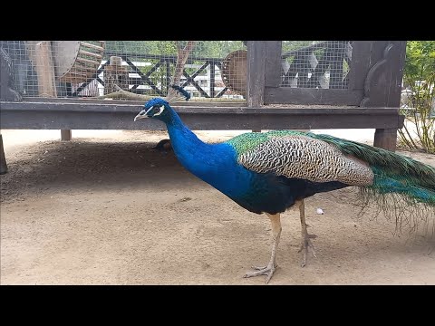 Видео: Ферма экзотических птиц, Калинин парк.