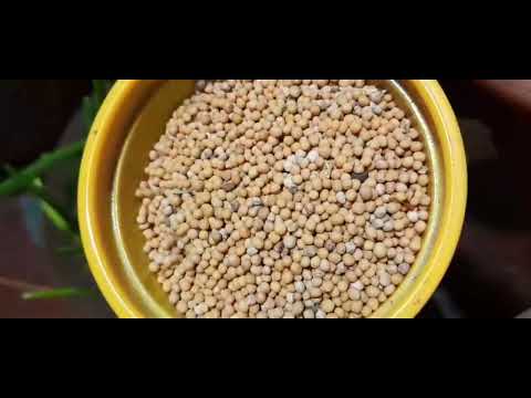 Видео: Микрозелень!!! Нетипичное выращивание! Часть 5. 62 серия.