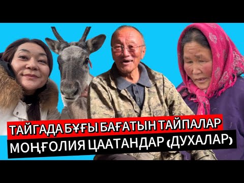 Видео: Тайгада тұратын цаатандар тарихтан жоғалып кетуі мүмкін бе? // Моңғол духалары қай тілде сөйлейді?