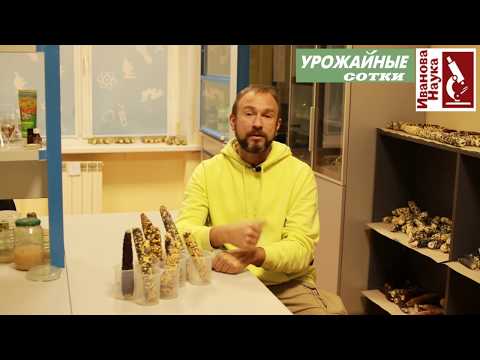 Видео: Вегетарианство, веганство и сыроедение - ЗОЖ или секта?
