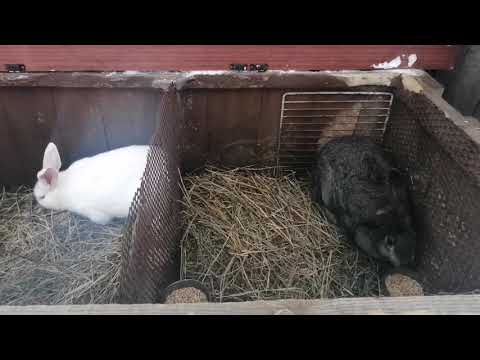 Видео: ПЛАН ДОМАШНЕГО КРОЛИКОВОДСТВА / РАЗВЕДЕНИЕ КРОЛИКОВ С НУЛЯ