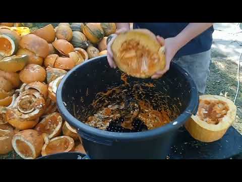 Видео: Почалося🎃 Збір та обмолот ГАРБУЗА 