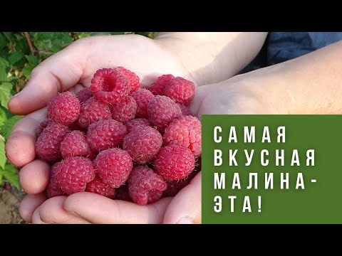 Видео: Малина Новость Кузьмина - незаслуженно забытый сорт