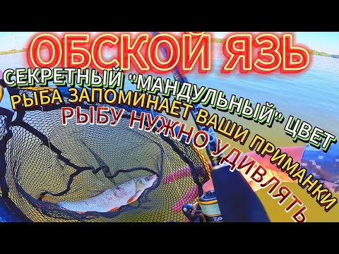 Видео: ОБЬ. ЛОВЛЯ ЯЗЯ НА СПИННИНГ.