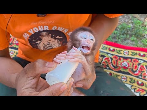 Видео: ЭТА ОБЕЗЬЯНА НАЧИНАЕТ БЫТЬ ТОЧНО ПОХОЖЕЙ НА ЛИЛЮ И КОРОЛЕВУ!