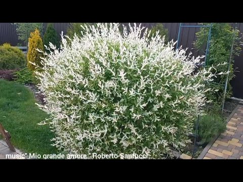 Видео: Японская ива " Хакуро-Нишики " на штамбе.Japanese willow "Hakuro-Nishiki" on a stem.