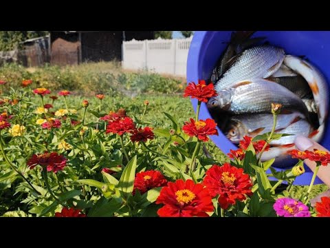 Видео: Красивый получился огород! Наловила рыбы и засолила.