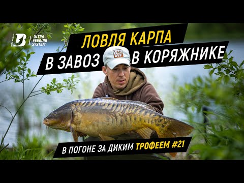 Видео: Трофейная рыбалка. Ловля карпа в завоз в коряжнике. В погоне за диким трофеем #21.