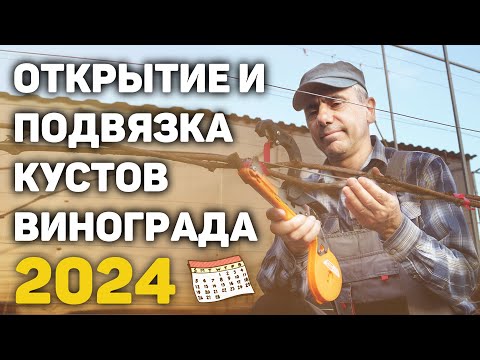 Видео: Открытие и подвязка кустов винограда - 2024