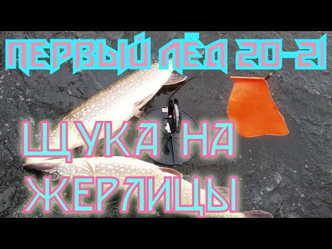 Видео: щука на жерлицы.Первый лёд.Как правильно устанавливать жерлицы в тростнике???Секрет раскрыт!