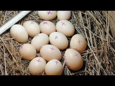 Видео: ВЫЛУП ЦЫПЛЯТ ОТ А ДО Я//САМОДЕЛЬНЫЙ ИНКУБАТОР ЗА 5 МИНУТ//МОЙ ОПЫТ ПО ВЫВЕДЕНИЮ ЦЫПЛЯТ//