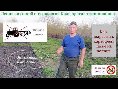 Видео: Выращивание картофеля без вспашки и прополки. Ленивый способ и технология Коло против традиционной