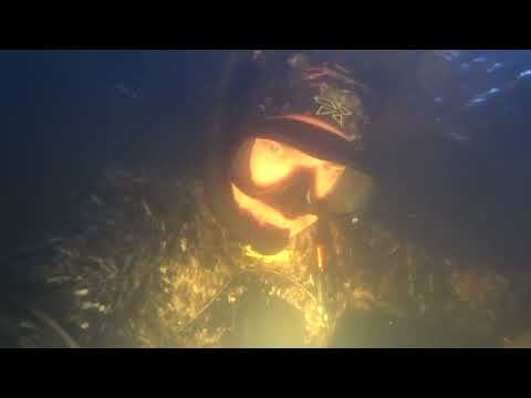 Видео: Подводная Охота Ленинградская область