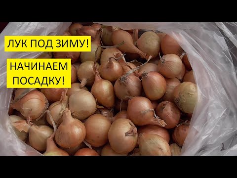 Видео: Осенняя посадка лука. Какие плюсы у посевов под зиму?